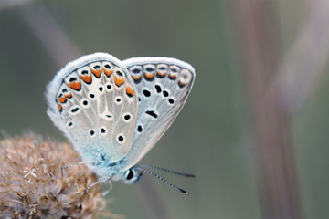 Mariposa, plebejus pylaon hespericus