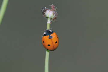 Mariquita de los siete puntos, coccinellidae