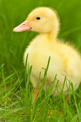 Little duckling