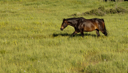 Obraz na płótnie Canvas A stallion crosses the grass.