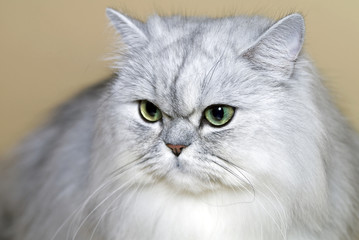 Portrait of  grey Persian cat