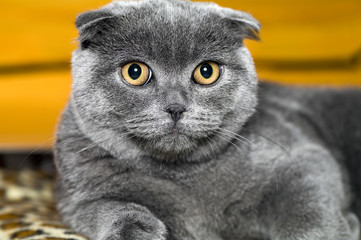 cat Scottish lop-eared