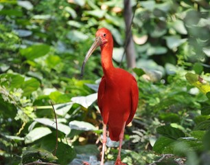 Scarlet Ibis bird