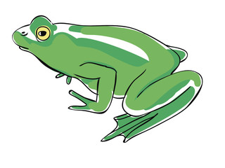 Sitting green frog on white background
