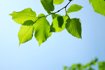 green leaves on blue sky background