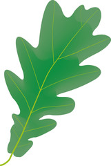 Eichenblatt