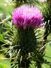 lila flower of thistle