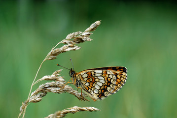 Heath Fritillary (Melitaea athalia) from Bialowieza, Polen