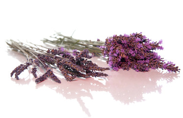 frischer Lavendel - trockener Lavendel