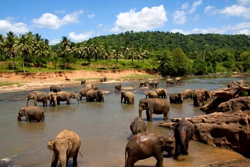 Fotobehang Elephant herd in the jungles © smilingsunray