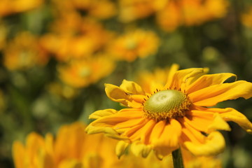 黄色いマーガレット畑