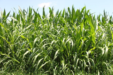 Corn field