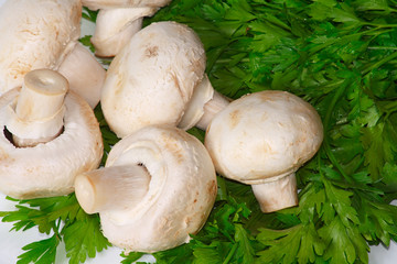 The raw white champignons with fresh greens