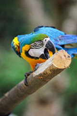 ルリコンゴウインコ