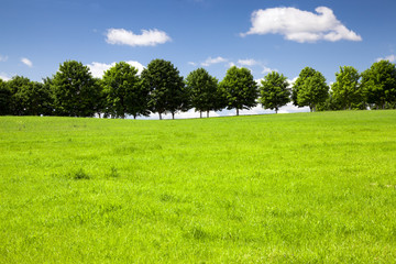 Trees growing in the field