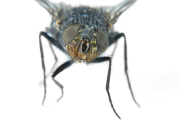 Macro from the eyes of a fly