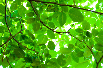 Fototapeta na wymiar Świeże zielone liście przed rozmyte tło