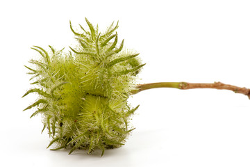 Cob nuts