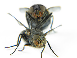 Couple of flies playing happy with white background