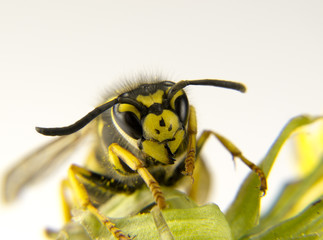 Macro of a European wasp yellow and black markings