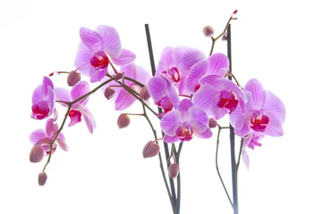 Crédence en verre imprimé Orchidée orchidée