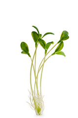 Nature concept - Seedlings on white