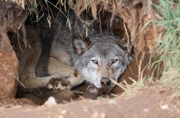Fototapeta premium loup