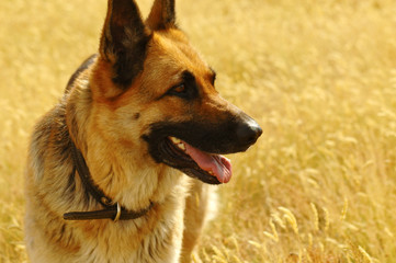 portrait of german shepherd in the meadow
