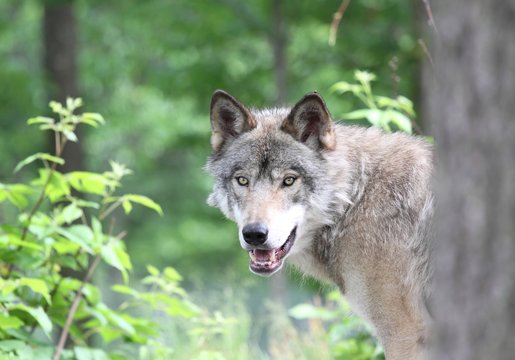 loup en foret