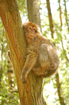 barbary macaque monkey in tree