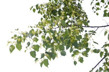 Linden blossom