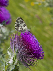 marbled white butterfly