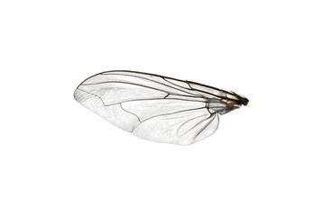 Fly wing