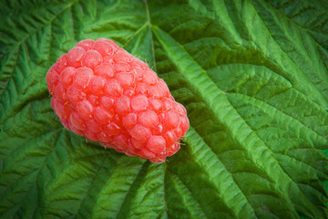 Red raspberry with green leaves