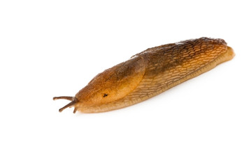 Slug