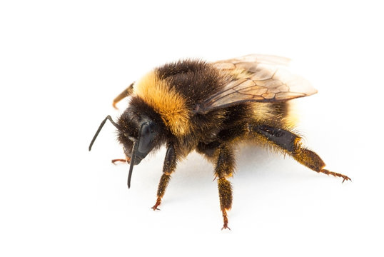 Bumblebee