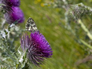 marbled white butterfly 2