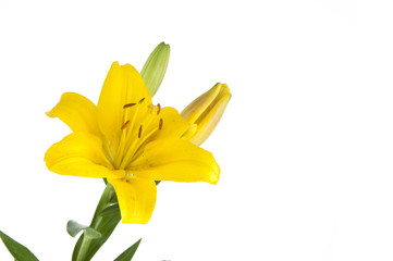 Fototapeta premium lily