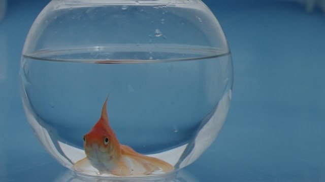 swimming gold fish
