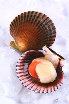 Raw queen scallop (lat. Aequipecten opercularis) on ice