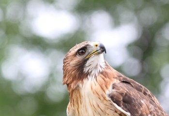 Fototapeta premium buse a queue rousse