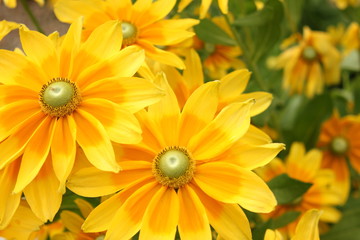 黄色のマーガレット