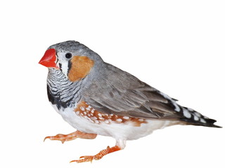 Zebra Finch isolated on white, Taeniopygia guttata