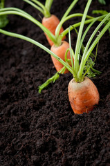 Organic carrots gardening