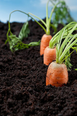 Fresh carrots field
