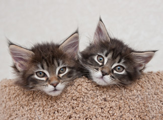 two kittens