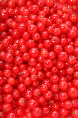 ribes rosso  tappeto texture