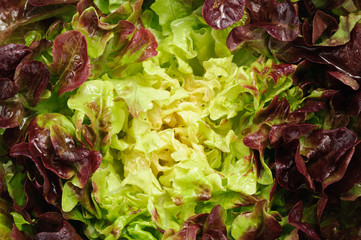 Insalata - texture