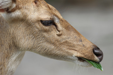 Fototapeta premium Deer eating the leaves.