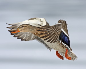 Female Mallard Approach